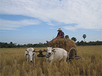 Cambodia Country side tour - oxcart with branch of rice 