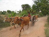 Cambodia Country side tour - Oxcart