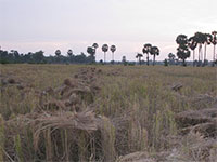 Cambodia Country side tour - rice harvesting view